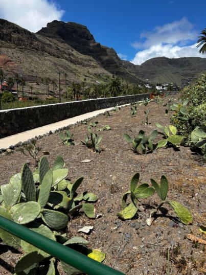 La ACBC solicita la eliminación de las plantas exóticas invasoras del ajardinado público en La Gomera
