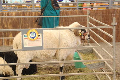 Feaga 2016 entrega a los ganaderos los premios de ovino, pelibuey, machorras, gallinas, vacas, camellos y burros