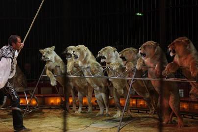 Santa Cruz prohíbe circos que utilicen animales