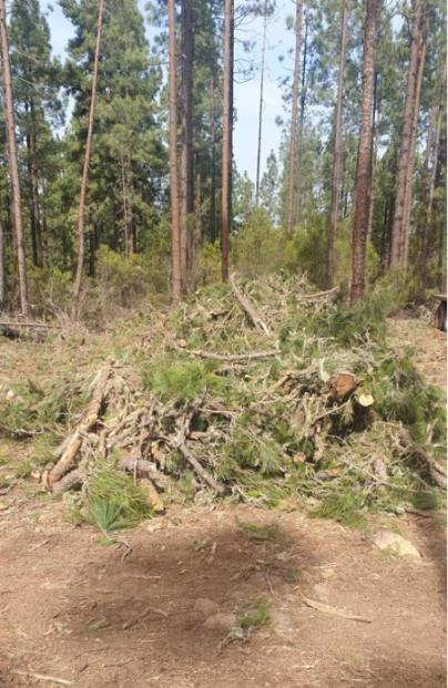 CC-PNC propone un Plan de gestión sostenible de los montes de Tenerife