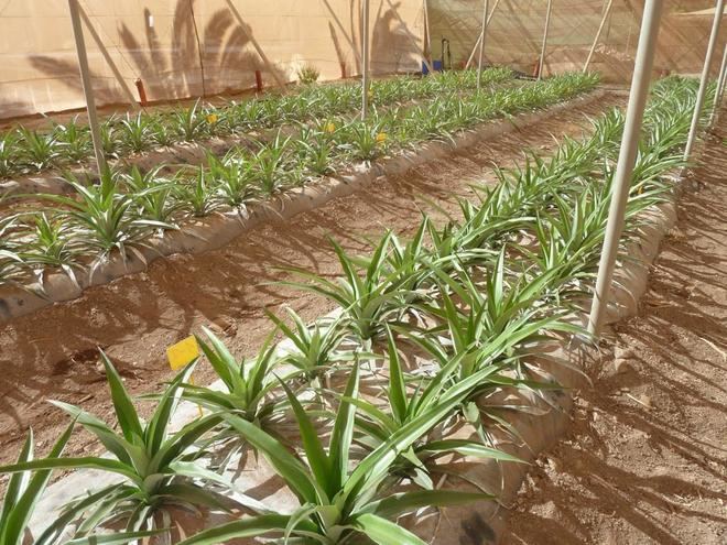 600.000 euros para la recuperación de la piña en El Hierro