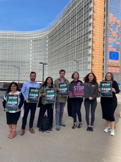 PACMA abre diálogo en Bruselas para no permitir la cría intensiva de pulpos