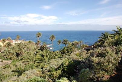 Proyecto para catalogar y conservar la palmera canaria