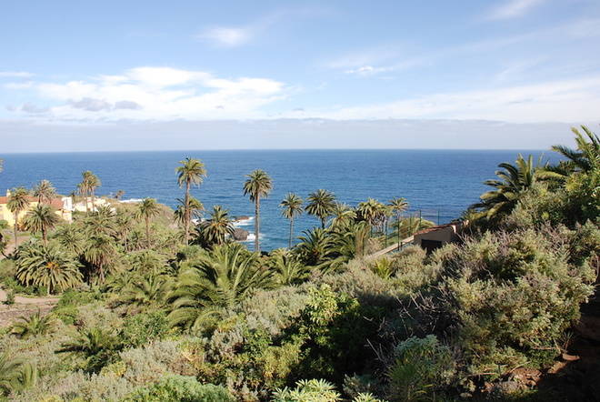 Proyecto para catalogar y conservar la palmera canaria