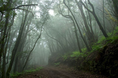 La biodiversidad de La Gomera, lujo y responsabilidad