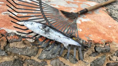 Arribazón puntual de peces globo en Las Canteras