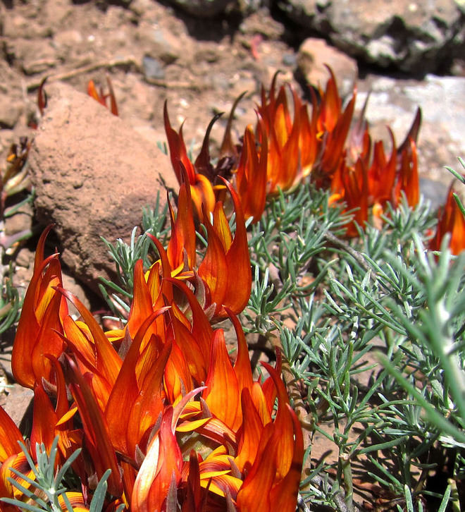 El “pico de paloma gomero”, una planta al borde de la extinción, sigue sin protección legal