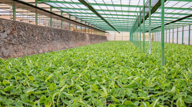 El Cabildo abre la inscripción para realizar el certificado de profesionalidad en agricultura ecológica