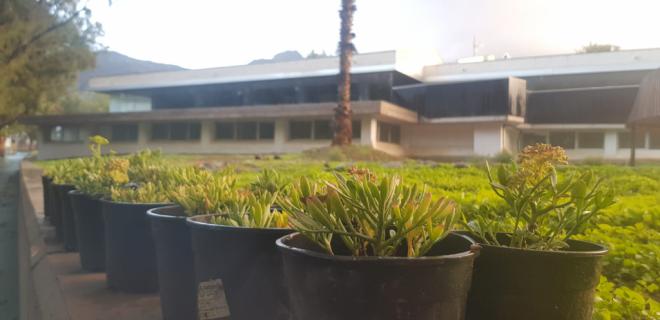 Cerca de 400 cardones, tabaibas y especies costeras de Gran Canaria sustituirán a la flora introducida en el Centro de Interpretación de Los Caserones