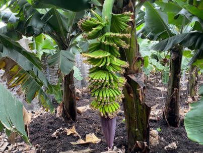 Brotes verdes en las plataneras afectadas por el volcán