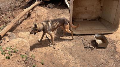 La Policía Autonómica investiga a un hombre por presunto delito de maltrato animal