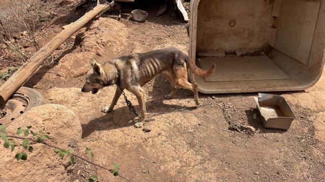La Policía Autonómica investiga a un hombre por presunto delito de maltrato animal