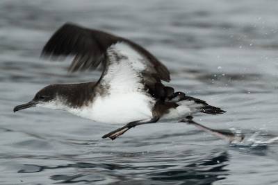 Política Territorial elabora el ‘Documento Estratégico para la conservación de aves marinas de Canarias’