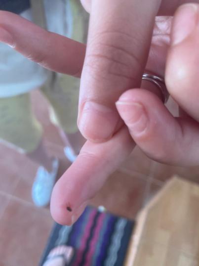 CC de Los Realejos denuncia la existencia de una plaga de pulgas en la zona del Lance en Icod el Alto