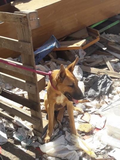 El Ayuntamiento rescata ocho animales de una finca en Las Remudas tras una denuncia vecinal