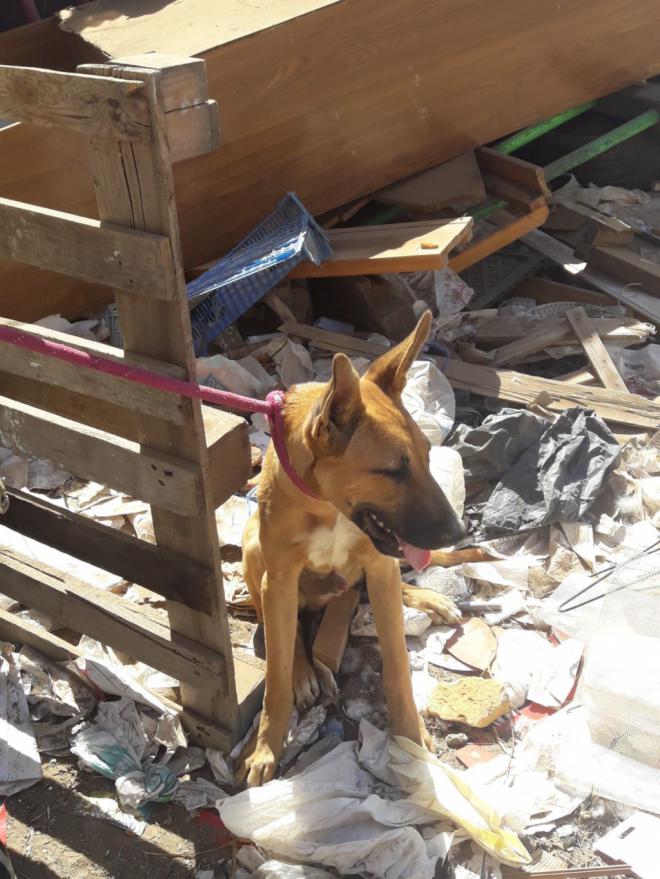 El Ayuntamiento rescata ocho animales de una finca en Las Remudas tras una denuncia vecinal