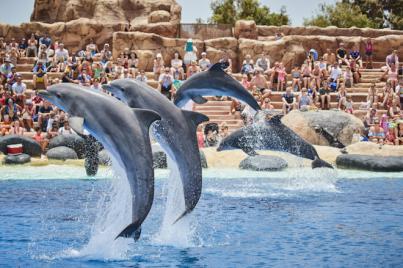 Piden prohibir espectáculos con delfines del Rancho Texas Lanzarote Park