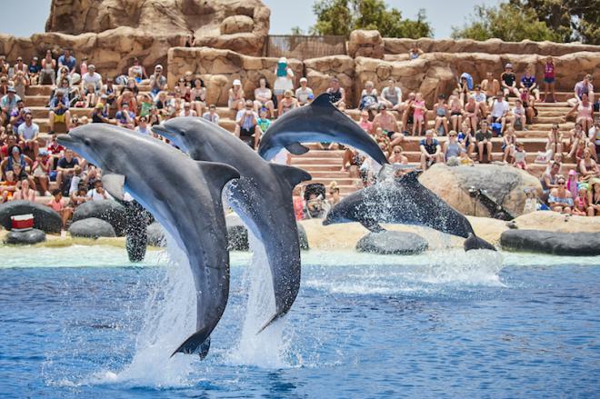 Piden prohibir espectáculos con delfines del Rancho Texas Lanzarote Park