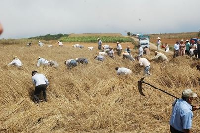 Los Realejos celebra este domingo su XVI Encuentro de Siega Tradicional