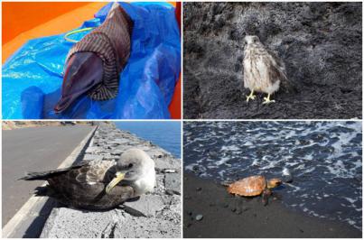 El Centro de Rehabilitación de Fauna Silvestre atendió a 227 ejemplares en 2020
