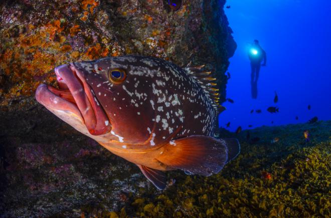 Digitalización e innovación en la Economía Azul