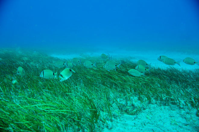 Ejemplares de Diplodus, género de peces de la familia Sparidae, utilizando como hábitat los sebadales, en Gando (Gran Canaria)