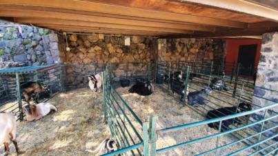 CC-PNC pide una línea de ayudas urgente para salvar al sector ganadero y evitar el sacrificio de animales