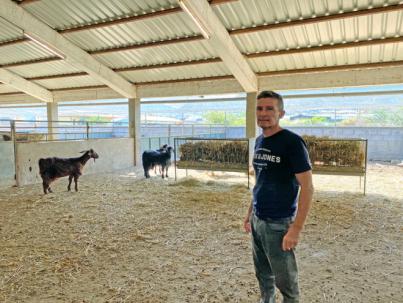 El ICIA analiza la elaboración de forraje a partir de restos agrícolas para el ganado caprino