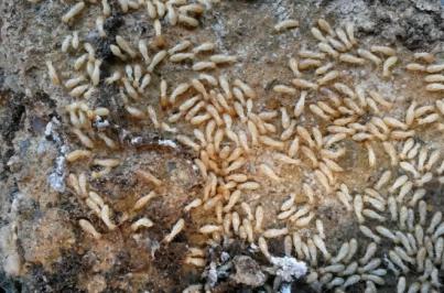 Transición Ecológica lanza un proyecto para la detección y erradicación de la termita invasora en Canarias