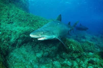 ECOAQUA apoya la creación del Parque Nacional del Mar de las Calmas