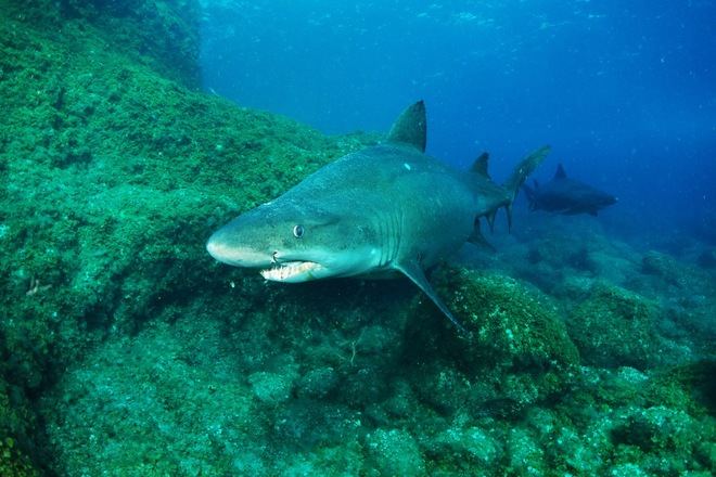 ECOAQUA apoya la creación del Parque Nacional del Mar de las Calmas
