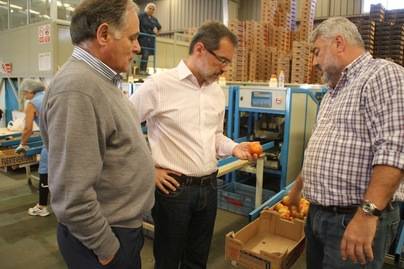 La zafra del tomate en Fuerteventura alcanza este año más de 2.500 toneladas