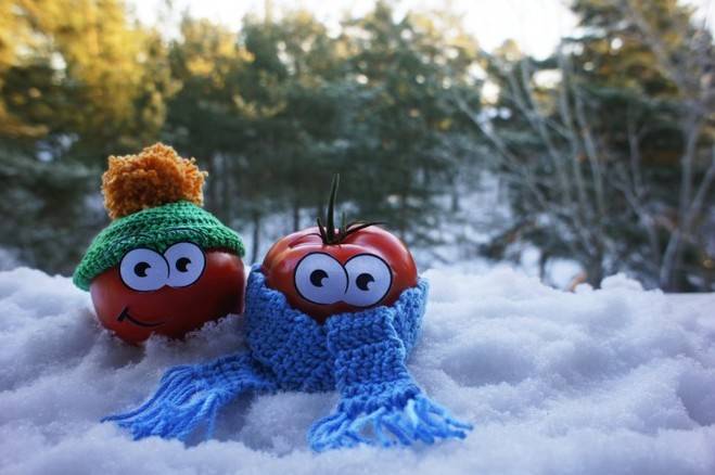 Los suecos eligen el tomate canario por sus beneficios para la salud