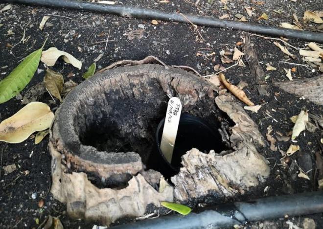 Sanidad insta a la población de La Palma a notificar sospechas de picaduras de mosquitos