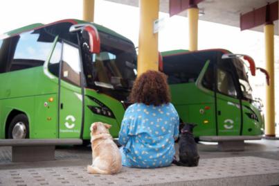 GuaguaGomera permite el transporte de animales domésticos desde esta semana