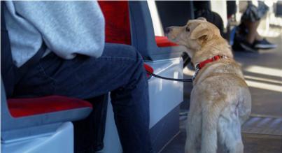 CC-PNC insta al Cabildo a que cumpla el acuerdo para que los animales de compañía puedan viajar en el transporte público