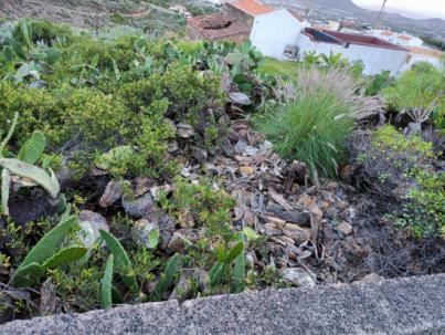 CC de Candelaria logra que se pongan en marcha acciones para controlar la invasión de la ‘cochinilla mexicana’ en el municipio
