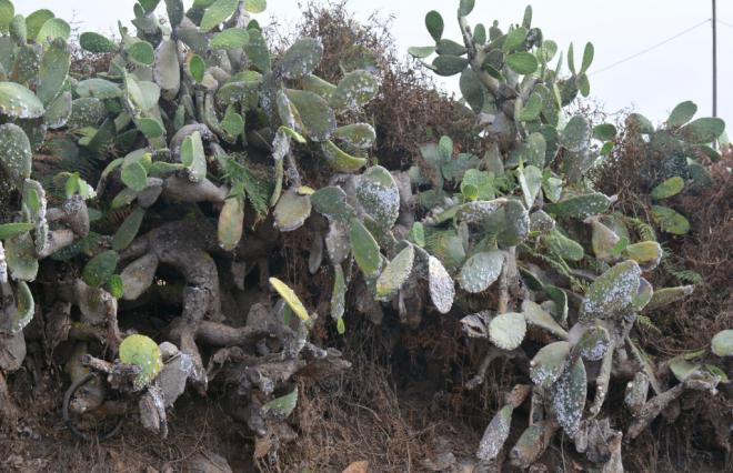 La cochinilla mexicana desembarca en Tenerife y amenaza a un cultivo histórico