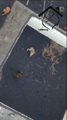 Son dos estanques y al menos 4 perros atrapados y cercados por la lava