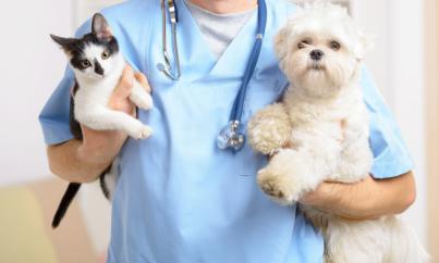 En España se paga 100 euros más por animales en las visitas al veterinario