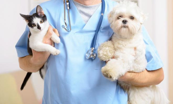 En España se paga 100 euros más por animales en las visitas al veterinario