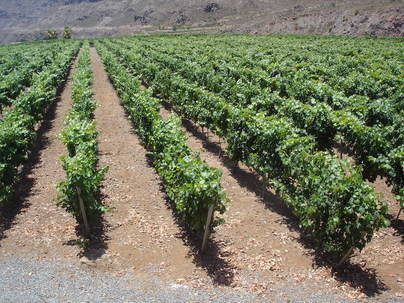Los agricultores de Tirajana vendimian 71.767 kilos de uva