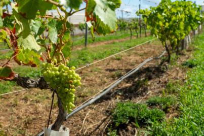 La producción de uva en Tenerife aumenta en 500.000 kilos y encadena tres años de crecimiento