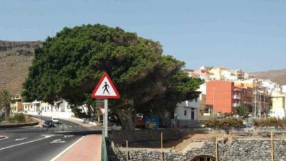 El PSOE pide al Cabildo gomero que escuche la masiva petición ciudadana de salvar el laurel de El Calvario