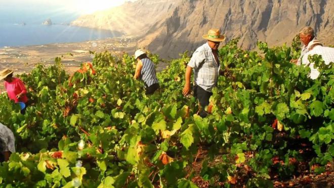La D.O. El Hierro recibe altas puntuaciones en la cata del Grupo Peñín