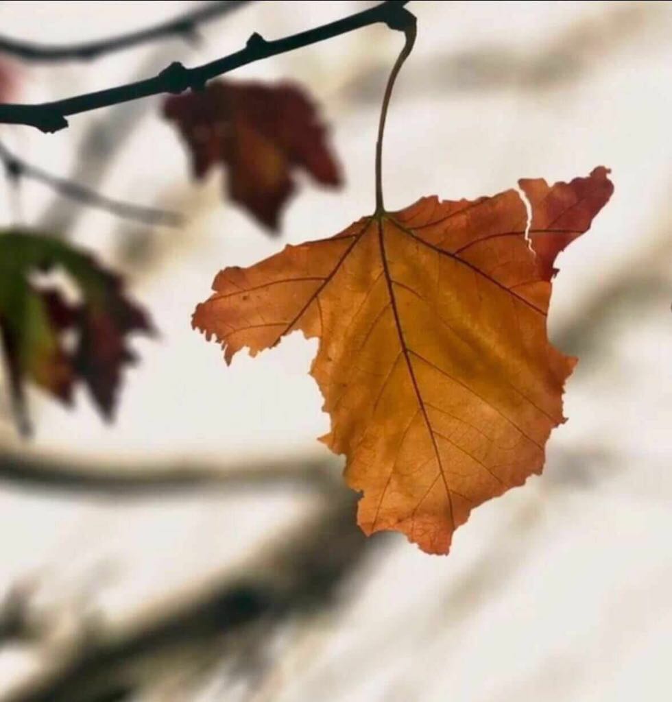 Que el otoño no nos rompa...