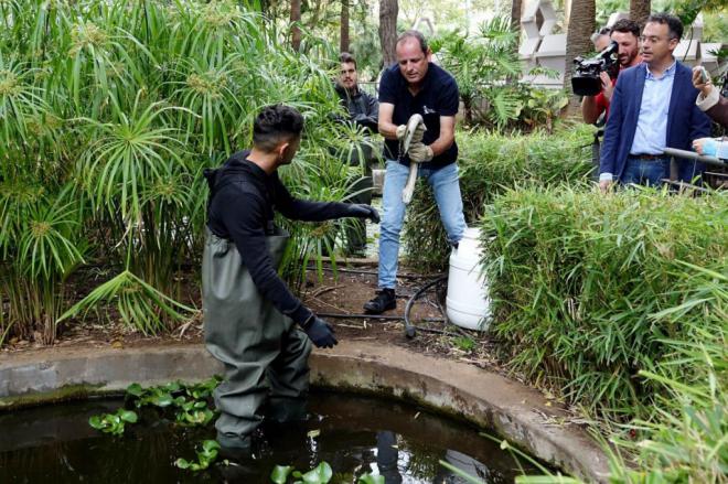 Ocho anguilas en el parque García Sanabria para erradicar los cangrejos de río