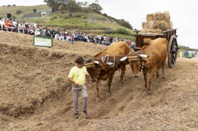 Tegueste acoge el único concurso de manejo de yuntas de Canarias