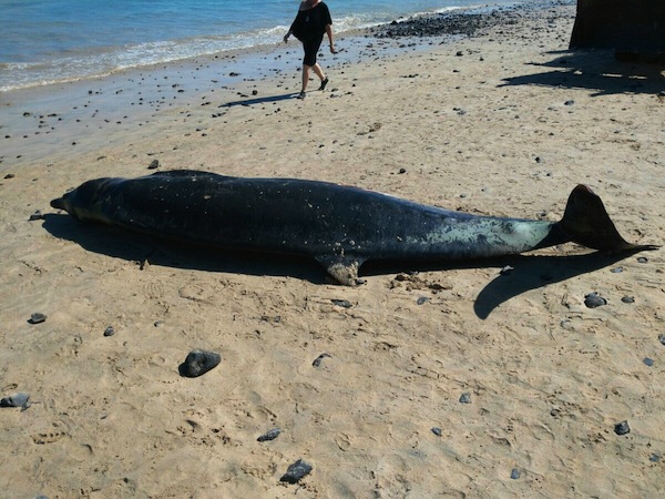 Agentes de Medio Ambiente localizan el cadáver de un zifio en la playa de Esquinzo