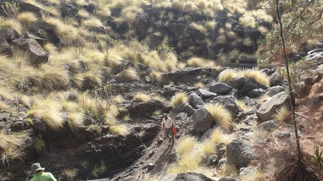 Se intensifican las tareas de control de especies exóticas invasoras en Majona
